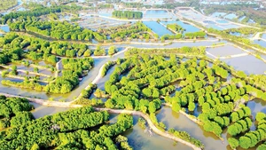 Mô hình rừng-tôm ở phường Duyên Hải, tỉnh Vĩnh Long.