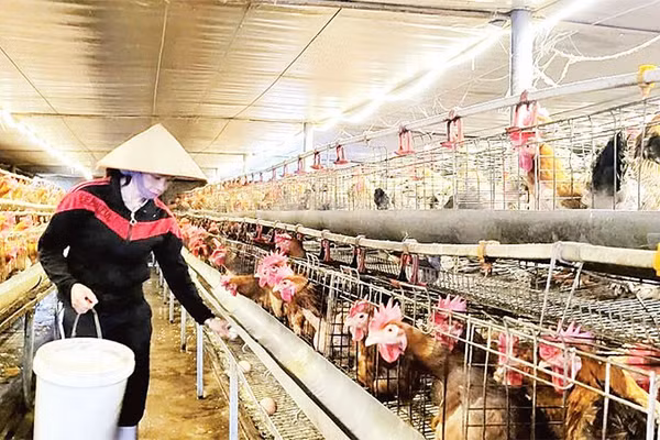 Mô hình nuôi gà bản Đầm Hà của gia đình anh Tuyền ở xã Quảng Tân đã mang lại giá trị kinh tế cao.