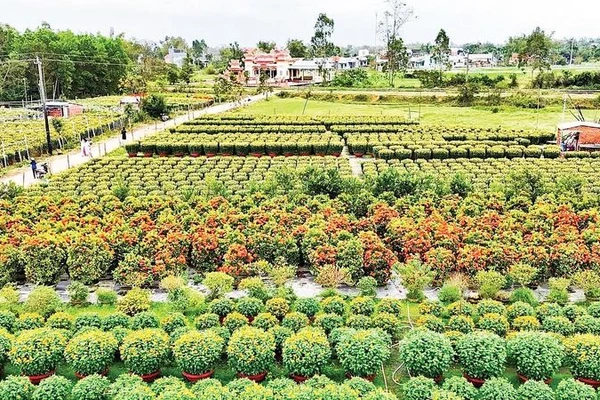 Một góc làng hoa Hà Đông ở phường Điện Bàn Bắc, thành phố Đà Nẵng.