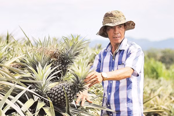 Ông Lê Ngọc Lâm ở thôn 6, xã Thượng Đức là một trong những nông dân tiên phong thực hiện mô hình trồng dứa liên kết tại Hà Tĩnh.