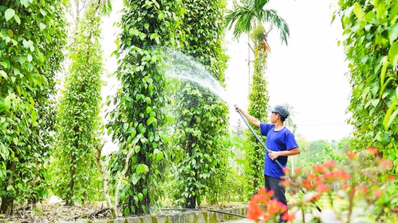 Cây tiêu ở Tiên Phước mang đậm dấu ấn lịch sử, văn hóa và tri thức canh tác truyền thống của người dân vùng trung du xứ Quảng.