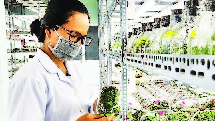 Nhân giống hoa lan trong ống nghiệm tại Khu Nông nghiệp công nghệ cao Thành phố Hồ Chí Minh.