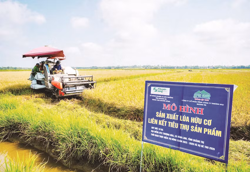 Thu hoạch lúa hữu cơ liên kết sản xuất giữa Sepon Group và nông dân Quảng Trị.
