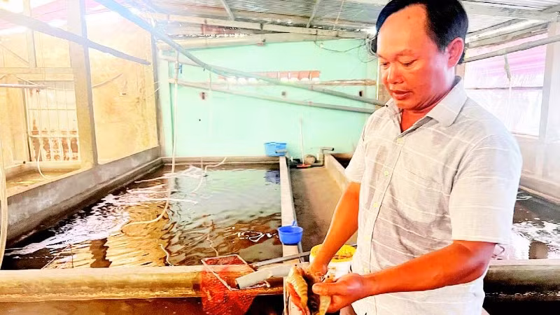 Quy trình nuôi tôm càng xanh lột giúp tăng giá trị gấp đôi so với trước đây.