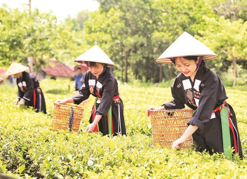 Các cô gái người Cao Lan tại bản Ven hái chè phục vụ du khách trải nghiệm.