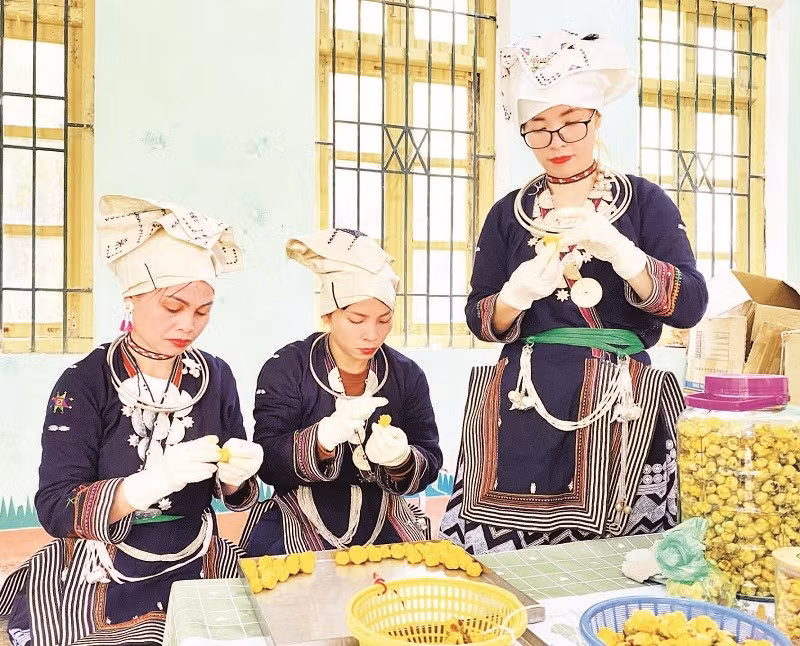 Chế biến trà hoa vàng tại Hợp tác xã nông lâm Nghĩa Tá.