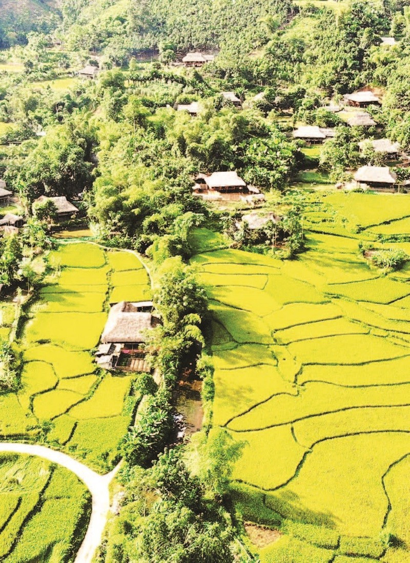 Những nếp nhà sàn truyền thống của người Tày nép mình dưới tán rừng xanh và sắc vàng mùa lúa chín. td-14-6-moi-18h52-121.jpg