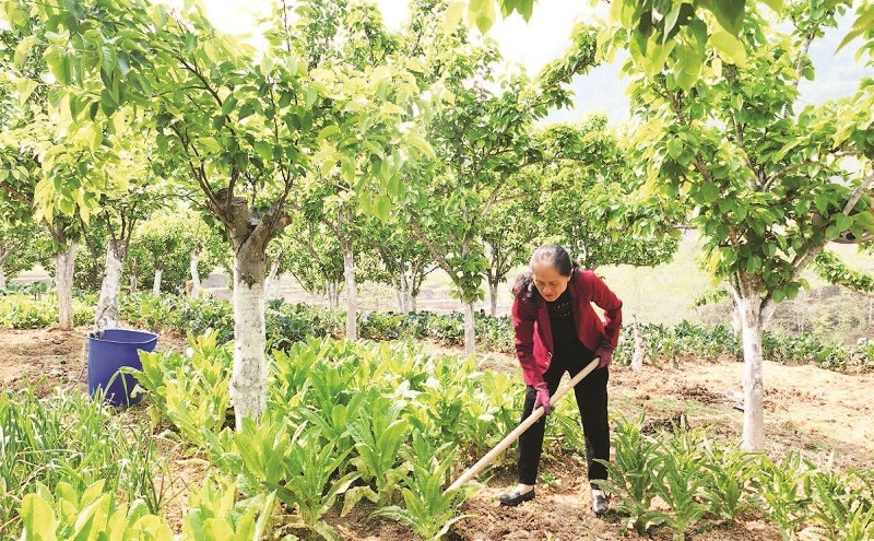 Chị Trương Thị Sến chăm sóc vườn rau dưới tán cây ăn quả.