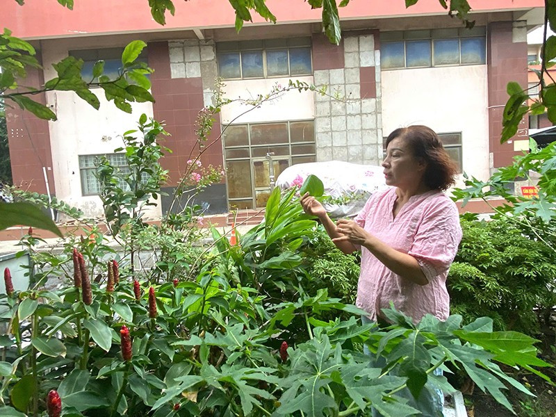 Vườn rau, công viên nhỏ xinh “giữa lòng đô thị” do các hội viên Chi hội phụ nữ Khu phố 38, phường Nhiêu Lộc chăm sóc (ảnh: QUÝ HIỀN) gen-h-z6861996230527-2777864cf2b45b1aa0470e6735c4edcd.jpg