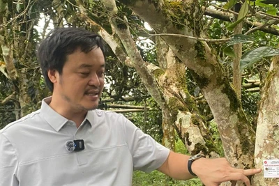 Thẻ chip định danh được gắn lên những cây chè shan tuyết cổ thụ. (Ảnh: TL)