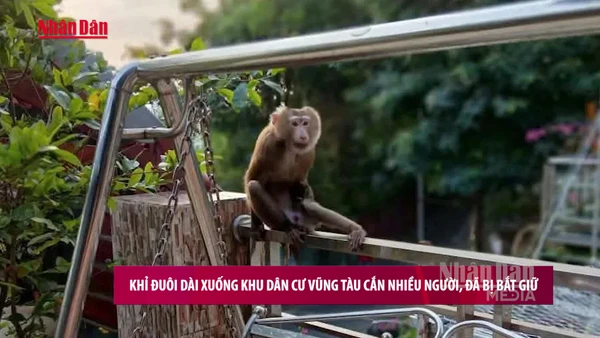 [Video] Khỉ đuôi dài xuống khu dân cư Vũng Tàu cắn nhiều người, đã bị bắt giữ