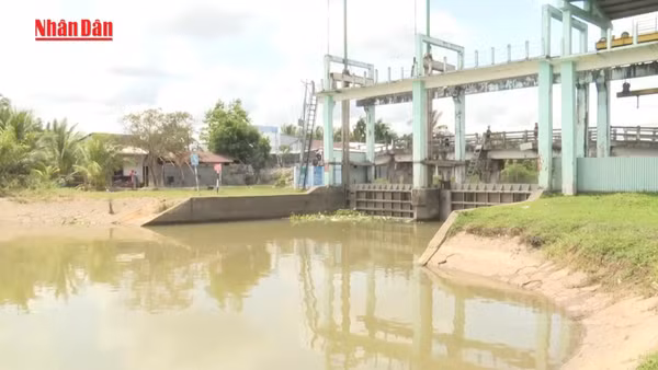 [Video] Xâm nhập mặn có xu thế tăng dần vào cuối tuần