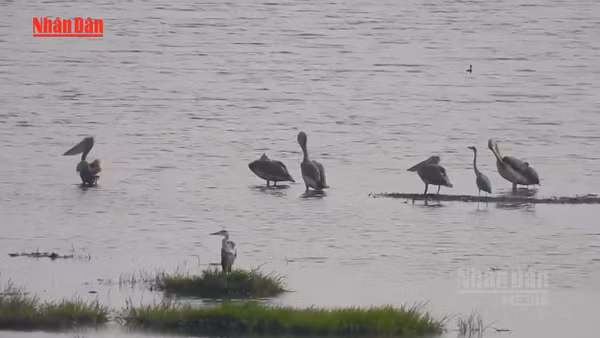 [Video] Đồng Tháp xuất hiện đàn chim bồ nông chân xám quý hiếm 