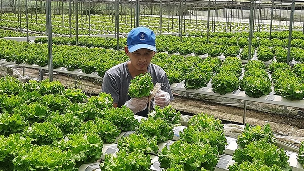 Sản xuất rau an toàn theo hướng công nghệ cao.