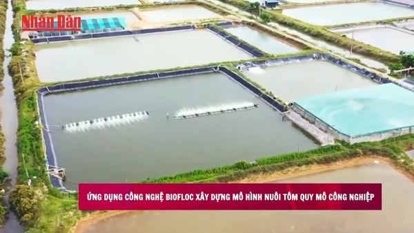 [Video] Ứng dụng công nghệ Biofloc xây dựng mô hình nuôi tôm quy mô công nghiệp