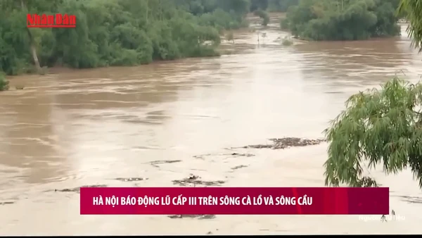 [Video] Hà Nội báo động lũ cấp III trên sông Cà Lồ và sông Cầu