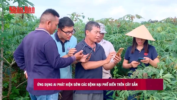 [Video] Ứng dụng AI phát hiện sớm các bệnh hại phổ biến trên cây sắn