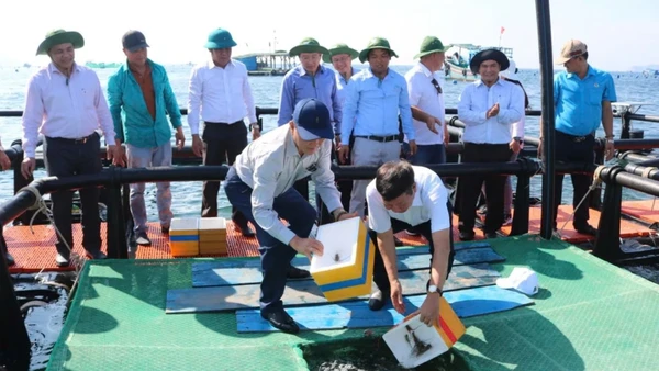 Thời gian qua, Viện III đã góp phần quan trọng thúc đẩy phát triển nuôi biển khu vực Nam Trung Bộ.