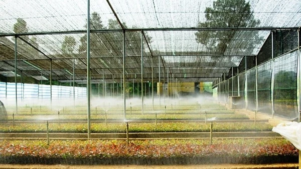 Viện Nghiên cứu Cây nguyên liệu giấy luôn ứng dụng, phát triển công nghệ vào hoạt động sản xuất kinh doanh lâm nghiệp.