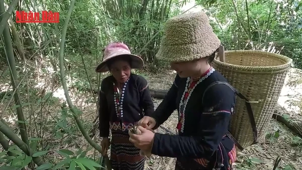 [Video] Sản xuất măng rừng khô chất lượng cao bằng công nghệ sấy bơm nhiệt