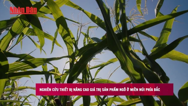 [Video] Thiết bị nâng cao giá trị sản phẩm ngô ở miền núi phía Bắc