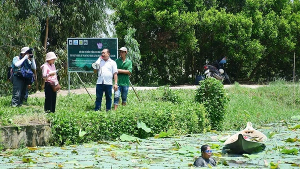 Mô hình nông nghiệp xanh tại An Giang: Trồng sen kết hợp nuôi cá trê vàng.