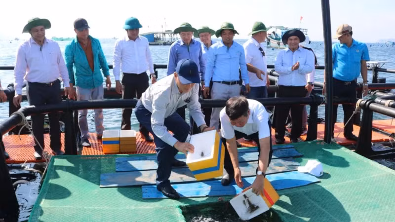Thời gian qua, Viện III đã góp phần quan trọng thúc đẩy phát triển nuôi biển khu vực Nam Trung Bộ.