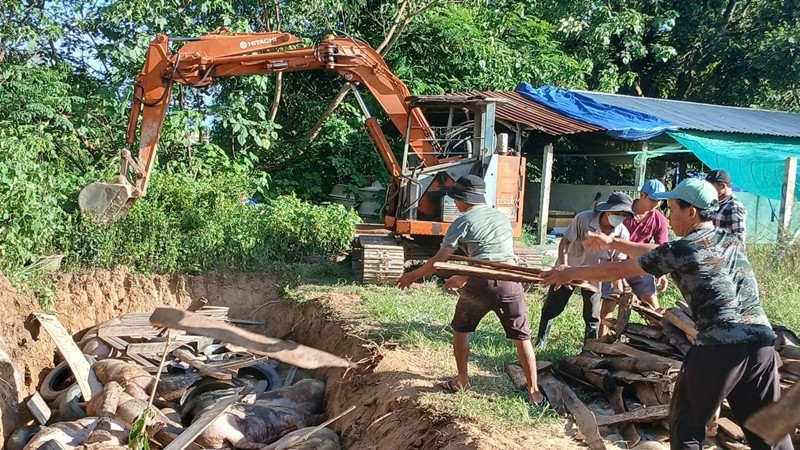 Xử lý lợn bị bệnh do dịch tả Châu Phi. z6823567739814-a0228a54b8ea863ed2051e477146e11c.jpg