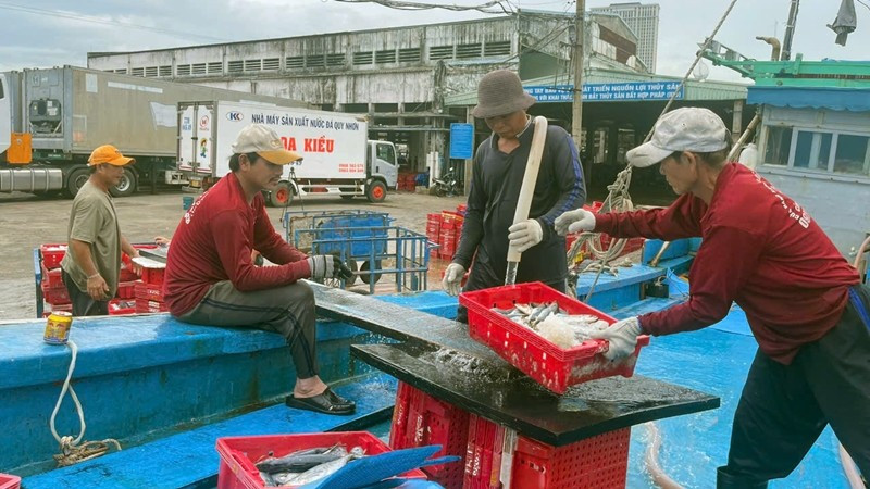 Việc kết nối trách nhiệm giữa ngư dân-cảng cá-thương lái là chìa khóa giúp Bình Định đạt được hiệu quả cao trong công tác xác nhận nguồn gốc thủy sản.