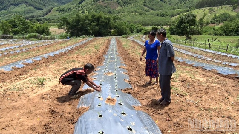 Địa phương cần tạo sinh kế cho người dân để họ có thể phát triển kinh tế bền vững. ndo_br_vinh-thanhstill001.jpg