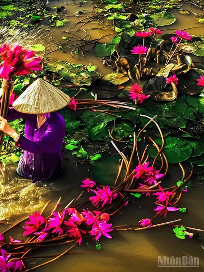 Mùa hoa súng nở rộ.