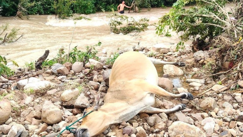Nước lũ dâng cao đột ngột khiến bò của người dân buộc bên bờ suối xã Tây Sơn, tỉnh Đắk Lắk bị ngạt nước và chết. (Ảnh: Nguyễn Linh)