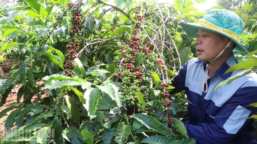 Đắk Lắk có hơn 1,087 triệu ha đất sản xuất nông nghiệp phù hợp trồng các loại cây công nghiệp chủ lực, nhất là cây cà-phê...