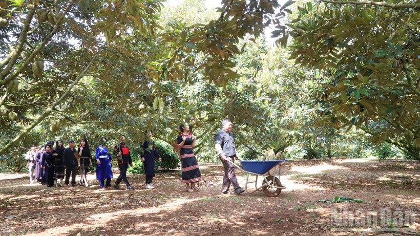 Với tổng diện tích khoảng 44.900 ha, đến nay Đắk Lắk là một trong những tỉnh có diện tích sầu riêng nhiều nhất cả nước.