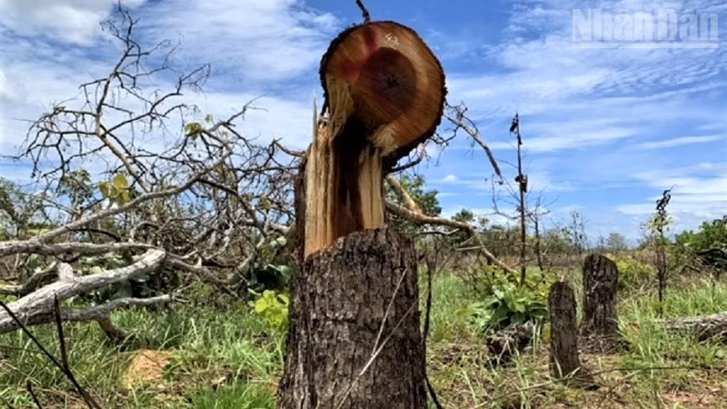 Trong thời gian giữ chức Chủ tịch, Phó Chủ tịch Ủy ban nhân dân xã Ya Tờ Mốt, huyện Ea Súp (cũ) hai đồng chí Đặng Công Tạo và Vũ Văn Quảng đã vi phạm quy định của đảng, pháp luật của nhà nước trong thực hiện chức trách, nhiệm vụ được giao, trong đó có vụ để gần 400 ha rừng tự nhiên trên địa bàn bị phá. 