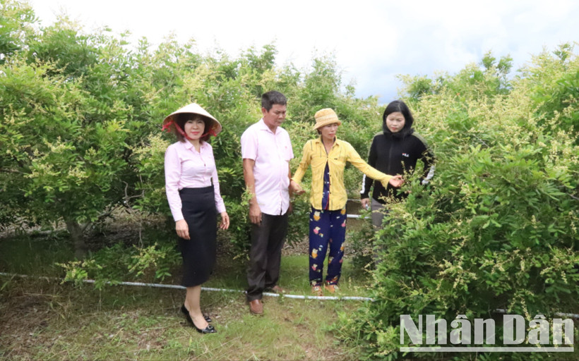 Từ nguồn vốn vay của Ngân hàng Chính sách huyện Ea Súp, chị Phạm Thị Chi ở thôn Thịnh Phú, xã biên giới Ia Lốp đầu tư trồng 1,1 ha nhãn xuồng cơm vàng đã cho thu hoạch hai năm nay. 
