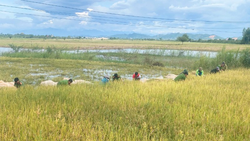 Công an xã Ea Na, tỉnh Đắk Lắk giúp nhân dân gặt lúa chạy bão.