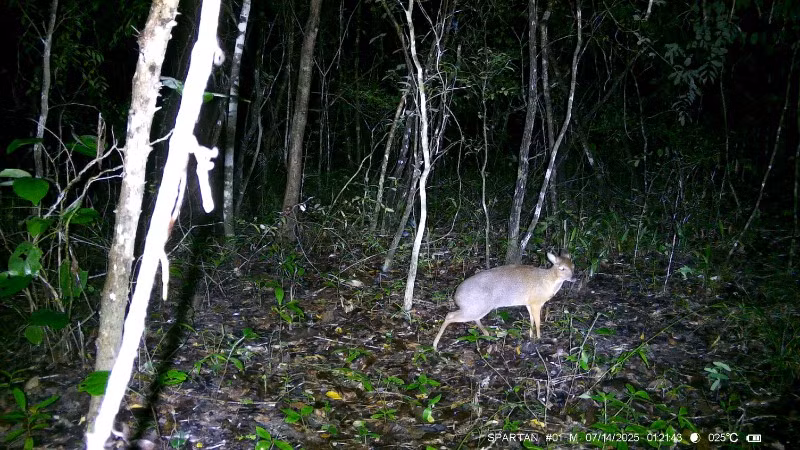 Đoàn điều tra của Trung tâm Bảo tồn tự nhiên và Phát triển (thuộc Liên hiệp các Hội khoa học và kỹ thuật Việt Nam) bẫy ảnh lần đầu tiên phát hiện loài cheo cheo lưng bạc tại Khu Bảo tồn thiên nhiên Ea Sô.