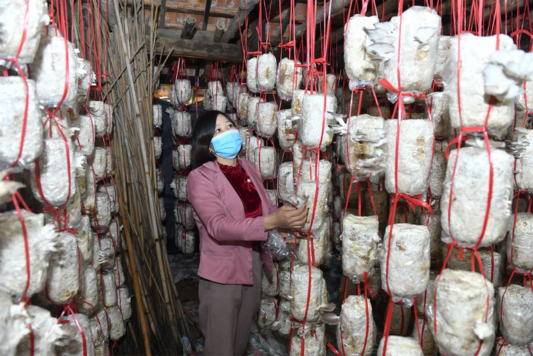 Cán bộ Trường đại học Nông-Lâm Bắc Giang hướng dẫn, chuyển giao kỹ thuật trồng nấm cho người dân xã Vĩnh An, huyện Sơn Động.