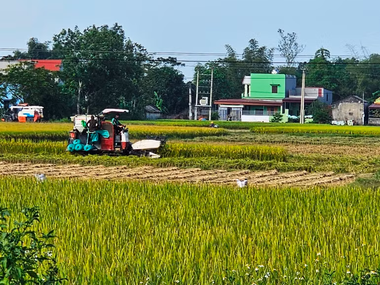 Cơ giới hóa đẩy nhanh tiến độ thu hoạch, giải phóng đất để trồng cây vụ đông ở Thanh Hóa.