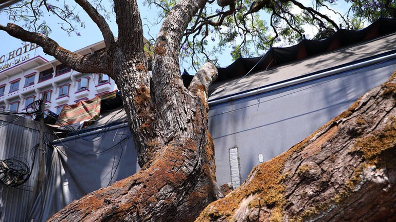 Gốc phượng tím bị bủa vây.