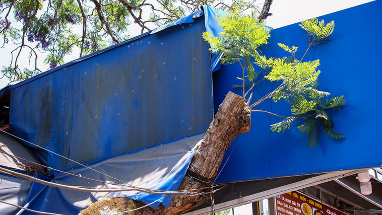 Một cành phượng tím "bị" cưa đang ra nhành mới.