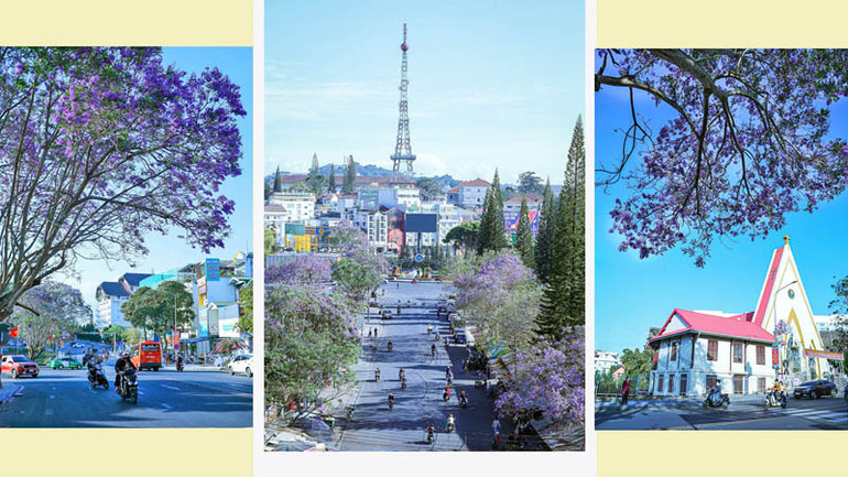Đà Lạt, mùa hoa phượng tím 2024.