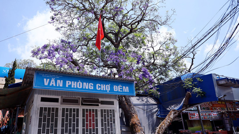 Cây phượng tím cổ nhất Đà Lạt đang trong tình trạng bị "bức tử".