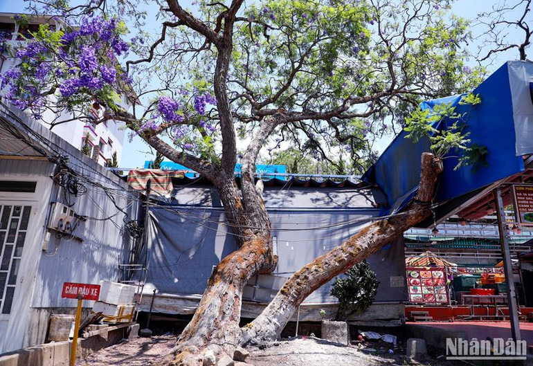 Cây phượng tím cổ nhất Đà Lạt đang bị “bức tử”? ảnh 5