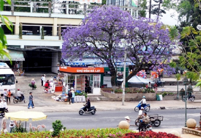 Cây phượng tím cổ nhất Đà Lạt đang bị “bức tử”? ảnh 4