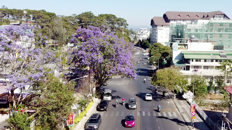 Đà Lạt, mùa hoa phượng tím.