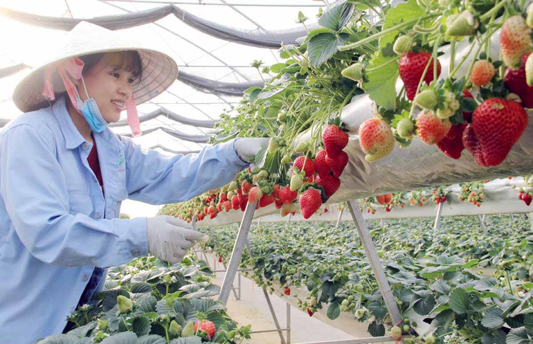 Dâu tây và nhiều đặc sản địa phương được sử dụng thương hiệu “Đà Lạt - Kết tinh kỳ diệu từ đất lành”.