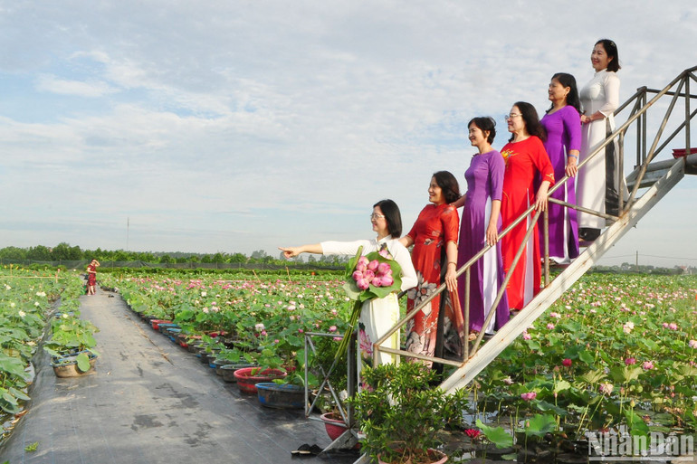 Theo Ban quản lý Hợp tác xã hoa sen Vân Đài, thời điểm hút khách du lịch nhiều nhất bắt đầu từ tháng 6.