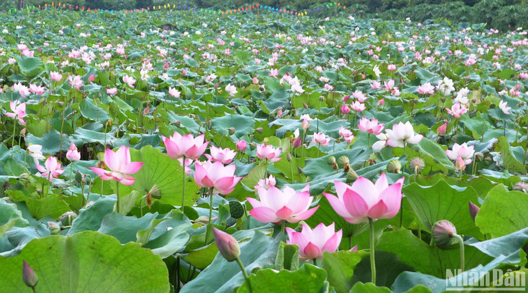 Sen super - một loài sen phổ biến được trồng rất nhiều tại đầm sen Vân Đài.